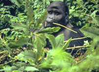 Virunga