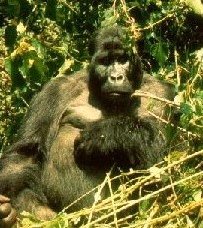 Virunga